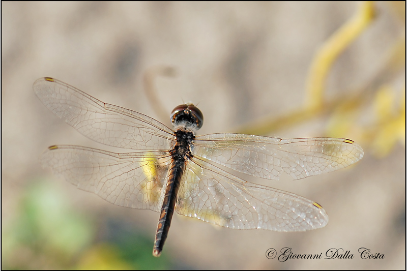 Libellula  (Marina): Selysiothemis nigra